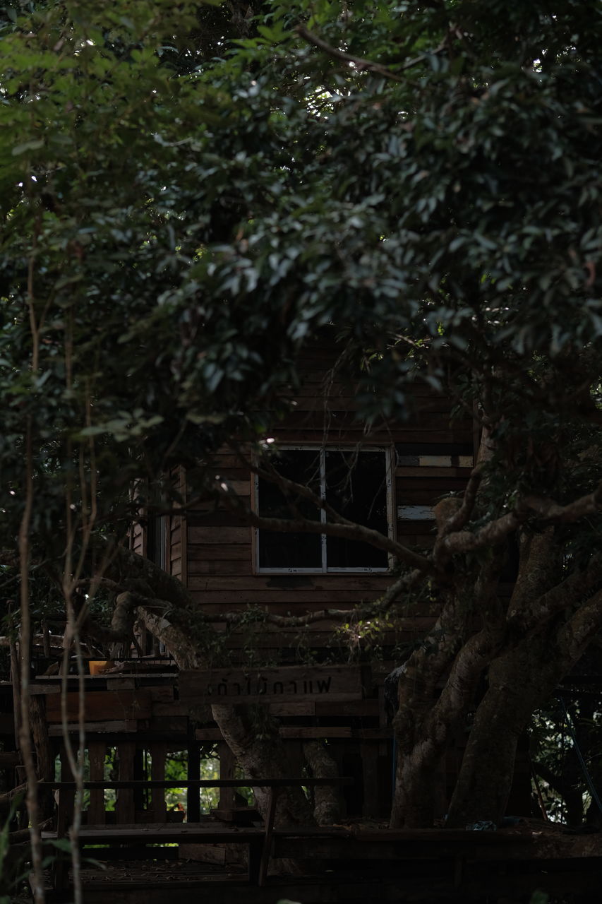 TREES GROWING IN ABANDONED BUILDING