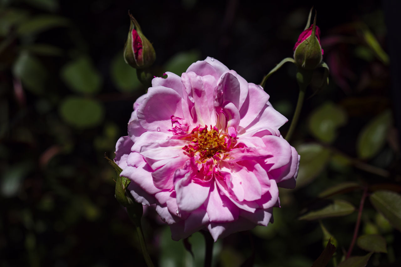 CLOSE-UP OF PINK ROSE