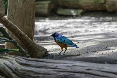 Close-up of bird perching on wood