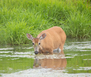 Portrait of horse drinking water in lake