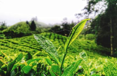 Close-up of dew on grass