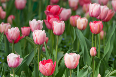 Close-up of pink tulips growing on field