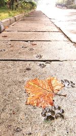 High angle view of autumn leaves on road