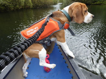 Dog on boat in water