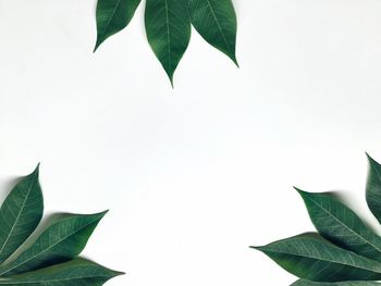 Close-up of leaves against white background