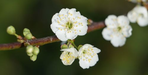 Close-up of white cherry blossoms