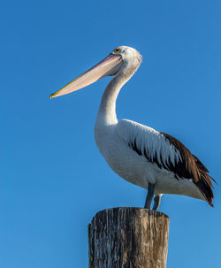 Low angle view of bird perching on wooden post against clear sky
