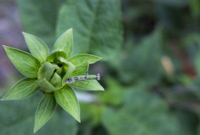 Close-up of green leaves on plant