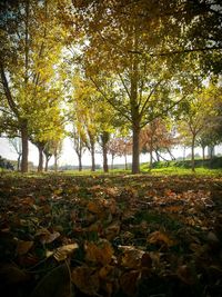 Autumn leaves on tree