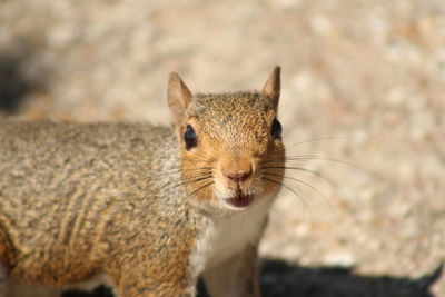 Close-up portrait of squirrel