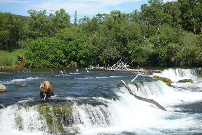 Scenic view of waterfall along trees