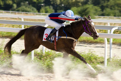 Action shot of jockeys in horse race in pyatigorsk.