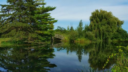 Reflection of trees in calm water