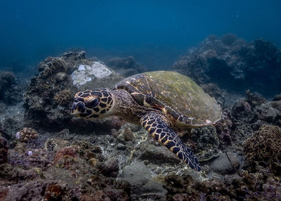 Turtle swimming in sea