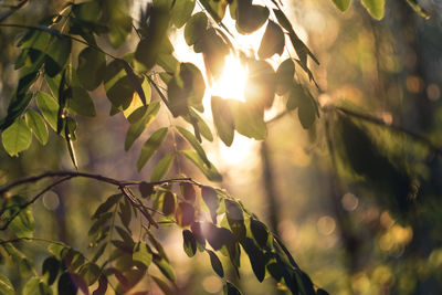 Close-up of leaves on tree