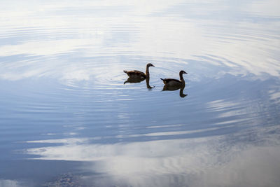 Ducks swimming on lake