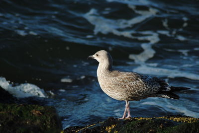 Close-up of bird in water