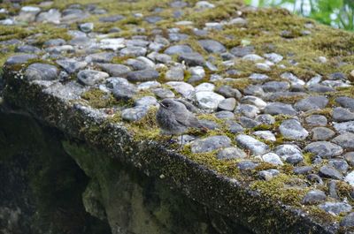 Close-up of crocodile in water