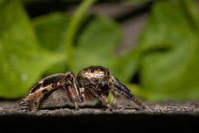 Close-up of spider