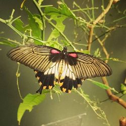 Close-up of butterfly on leaf