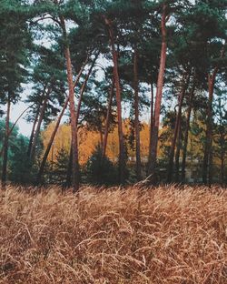 Trees in forest against sky