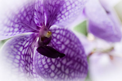 Close-up of purple flower blooming outdoors