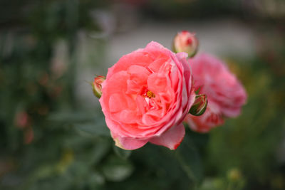 Close-up of pink rose