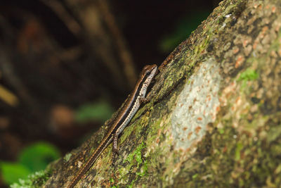 Close-up of lizard on tree trunk