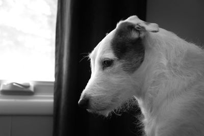 Close-up of dog looking through window