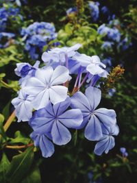 Close-up of blue flowers blooming outdoors