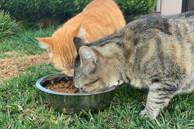 Close-up of a cat eating food