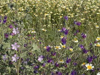 Close-up of purple flowering plants on field