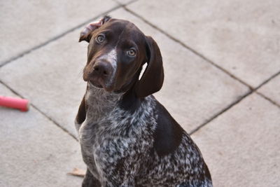 Portrait of black dog sitting outdoors