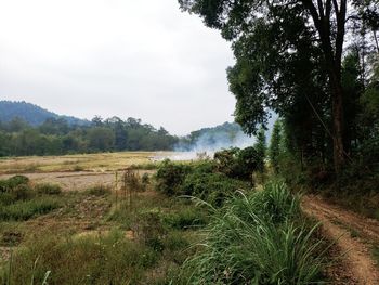 Trees on field against sky
