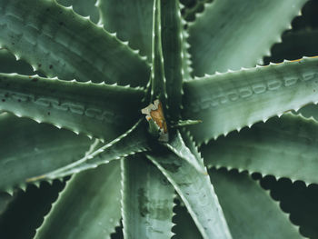 Close-up of succulent plant