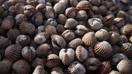 Close-up of seashells