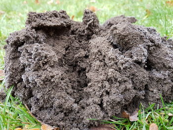 Close-up of dead plant on field