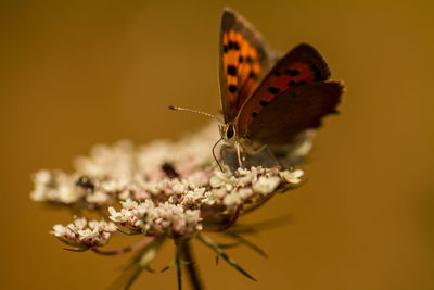 Close-up of butterfly pollinating on flower