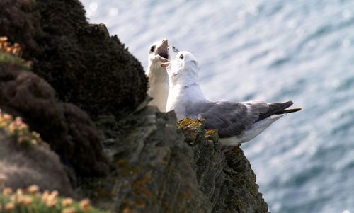 Birds perching on rock against sea