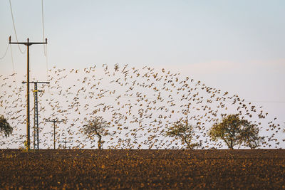 Birds flying over field against clear sky