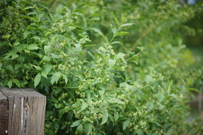 Close-up of fresh green plants