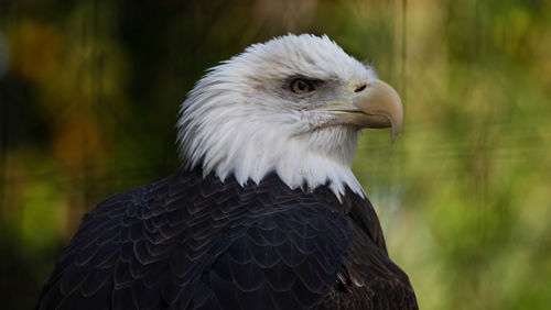 Close-up of eagle against blurred background