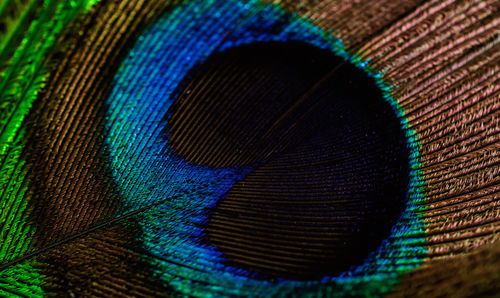 Full frame shot of multi colored feather