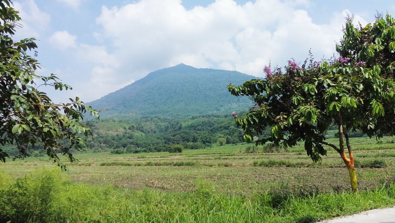 mountain, sky, tranquil scene, tree, tranquility, green color, landscape, beauty in nature, scenics, growth, mountain range, nature, grass, cloud, cloud - sky, green, field, non-urban scene, lush foliage, idyllic