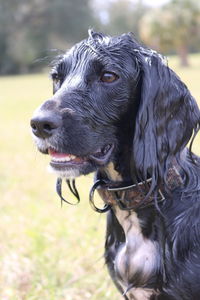 Close-up of wet black dog looking away on land