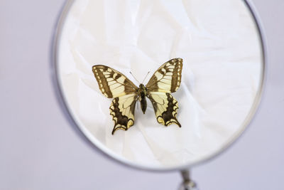 High angle view of butterfly seen through magnifying glass