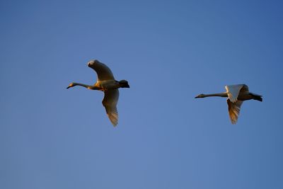 Low angle view of seagulls flying against clear blue sky