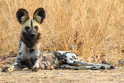 Portrait of sheep on grass