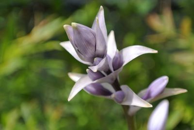 Close-up of purple flowers