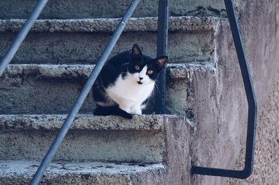 Beautiful cat portrait in the street